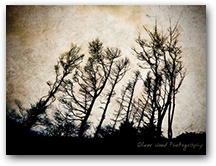 Shutlingsloe Trees