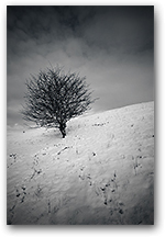 Reclining Tree, Prestbury, Cheshire