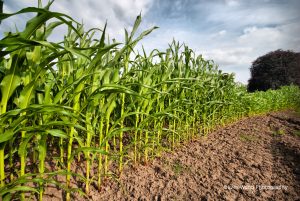 corn chelford 