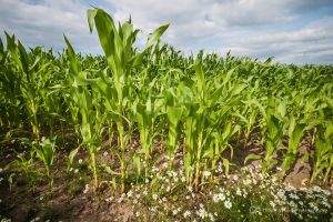 Chelford corn