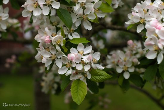 Apple blossom