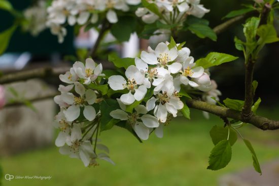 Apple blossom with green background