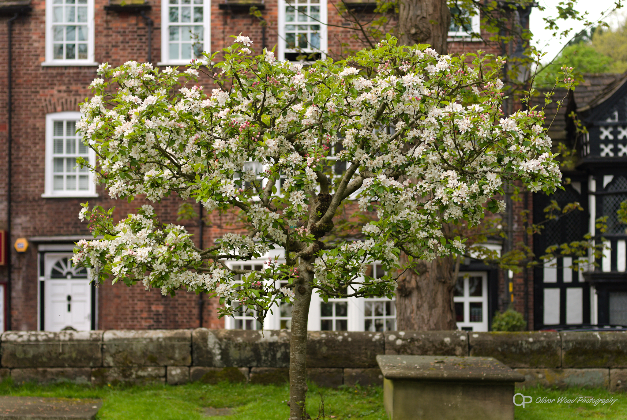 An apple tree in blossom with buildings in the background.