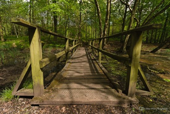 A wooden foot bridge in a shady woodland setting