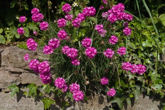 Magenta flowers