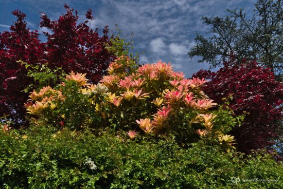 Orange and yellow Acer against dark blue sky 