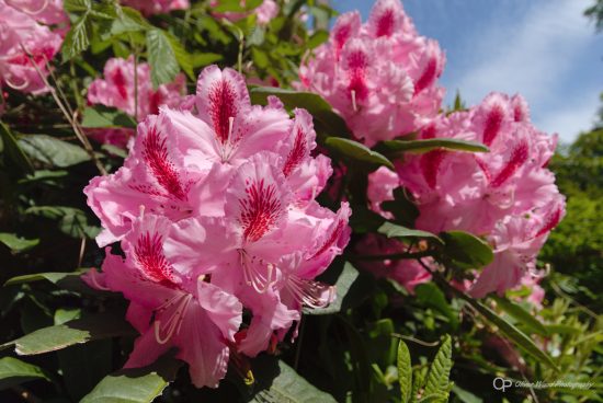 a pink Rhododendron bloom with blue sky