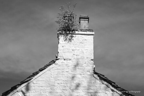 Black and white image of a white wall and chimney stack with a tree growing in it