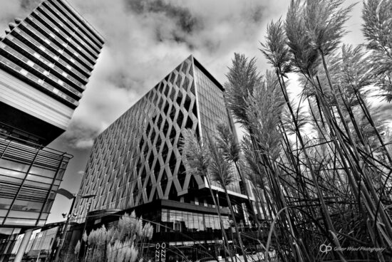 Black and white image of tall buildings with grasses.