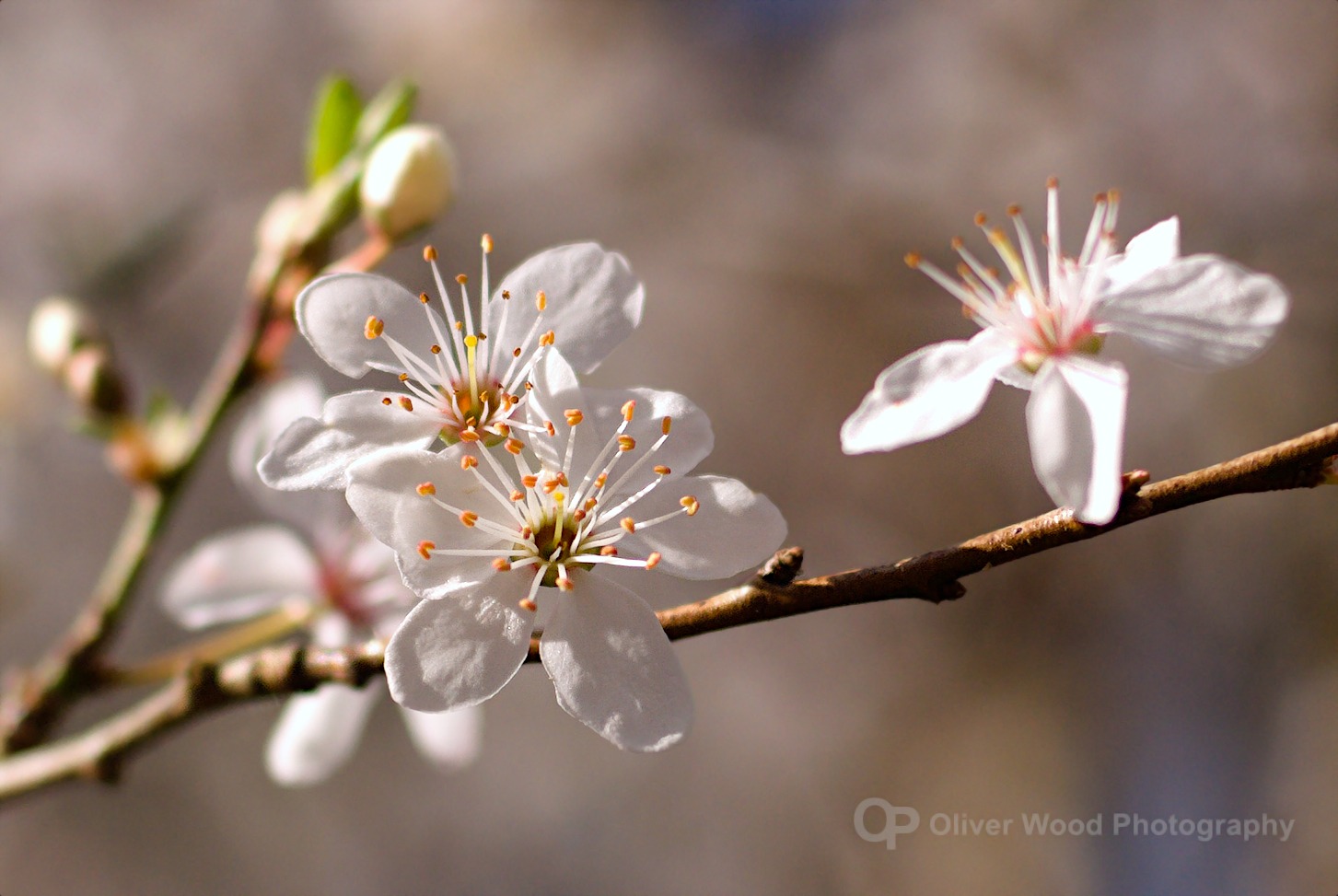 A picture of white cherry blossom with blurry shallow depth-of-field background